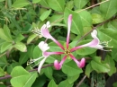 flower  : nom scientifique : Lonicera periclymenum L. , Lonicera , Caprifoliaceae 