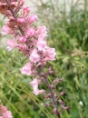 flower : nom scientifique : Linaria purpurea (L.) Mill. , Linaria , Plantaginaceae