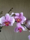 flower :