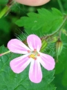 flower  : nom scientifique : Geranium robertianum L. , Geranium , Geraniaceae 