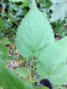 leaf  : nom scientifique : Stachys palustris L. , Stachys , Lamiaceae 