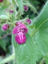 flower  : nom scientifique : Stachys palustris L. , Stachys , Lamiaceae 