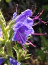 flower  : nom scientifique : Echium vulgare L. , Echium , Boraginaceae 