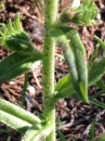 stemleaf  : nom scientifique : Echium vulgare L. , Echium , Boraginaceae 