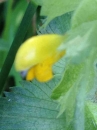 flower  : nom scientifique : Rhinanthus minor L. , Rhinanthus , Orobanchaceae 