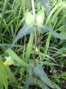 stemleaf  : nom scientifique : Rhinanthus minor L. , Rhinanthus , Orobanchaceae 