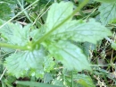 leaf  : nom scientifique : Geum urbanum L. , Geum , Rosaceae 