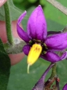 flower  : nom scientifique : Solanum dulcamara L. , Solanum , Solanaceae 