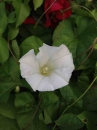 flower  : nom scientifique : Calystegia sepium (L.) R. Br. , Calystegia , Convolvulaceae 