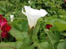 flower  : nom scientifique : Calystegia sepium (L.) R. Br. , Calystegia , Convolvulaceae 