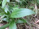 leaf  : nom scientifique : Centaurea montana L. , Centaurea , Asteraceae 