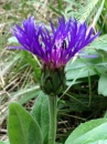 flower  : nom scientifique : Centaurea montana L. , Centaurea , Asteraceae 