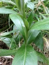 stemleaf  : nom scientifique : Centaurea montana L. , Centaurea , Asteraceae 