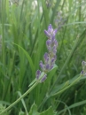 flower  : nom scientifique : Lavandula angustifolia Mill. , Lavandula , Lamiaceae 