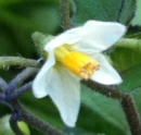 flower : nom scientifique : Solanum nigrum L. , Solanum , Solanaceae