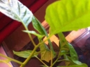 stemleaf :