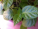 leaf :