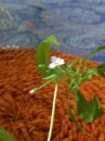 flower  : 