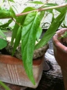 leaf  : 