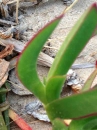 leaf  : nom scientifique : Carpobrotus edulis (L.) L. Bolus , Carpobrotus , Aizoaceae 