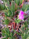 whole  : nom scientifique : Carpobrotus edulis (L.) L. Bolus , Carpobrotus , Aizoaceae 