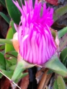 flower  : nom scientifique : Carpobrotus edulis (L.) L. Bolus , Carpobrotus , Aizoaceae 