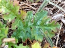 leaf  : nom scientifique : Senecio jacobaea L. , Senecio , Asteraceae 