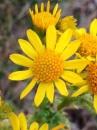 flower  : nom scientifique : Senecio jacobaea L. , Senecio , Asteraceae 