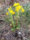 whole  : nom scientifique : Senecio jacobaea L. , Senecio , Asteraceae 