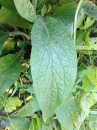 leaf  : nom scientifique : Digitalis purpurea L. , Digitalis , Plantaginaceae 