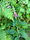 whole  : nom scientifique : Digitalis purpurea L. , Digitalis , Plantaginaceae 