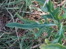 leaf  : nom scientifique : Diplotaxis tenuifolia (L.) DC. , Diplotaxis , Brassicaceae 