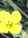 flower  : nom scientifique : Diplotaxis tenuifolia (L.) DC. , Diplotaxis , Brassicaceae 