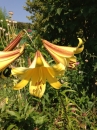 flower  : 