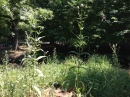 environment  : 