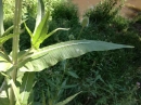 leaf  : 