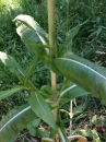 stemleaf  : 