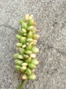 flower :