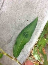 leaf :