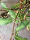 stemleaf :