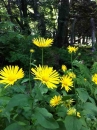 flower  : nom scientifique : Doronicum pardalianches L. , Doronicum , Asteraceae 