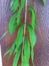 leaf  : nom scientifique : Solidago canadensis L. , Solidago , Asteraceae 