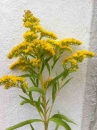 flower  : nom scientifique : Solidago canadensis L. , Solidago , Asteraceae 