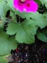 leaf  : nom scientifique : Geranium L. , Geraniaceae 