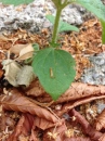 leaf  : nom scientifique : Galinsoga quadriradiata Ruiz & Pav. , Galinsoga , Asteraceae 