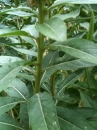 stemleaf  : nom scientifique : Oenothera biennis L. , Oenothera , Onagraceae 