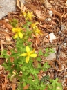 flower  : nom scientifique : Hypericum perforatum L. , Hypericum , Hypericaceae 