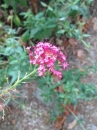 flower  : nom scientifique : Centranthus ruber (L.) DC. , Centranthus , Caprifoliaceae 