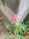 flower  : nom scientifique : Centranthus ruber (L.) DC. , Centranthus , Caprifoliaceae 