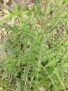 leaf  : nom scientifique : Cirsium vulgare (Savi) Ten. , Cirsium , Asteraceae 